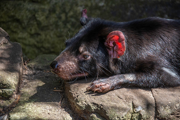 Tasmanian devil