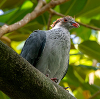 Topknot pigeon
