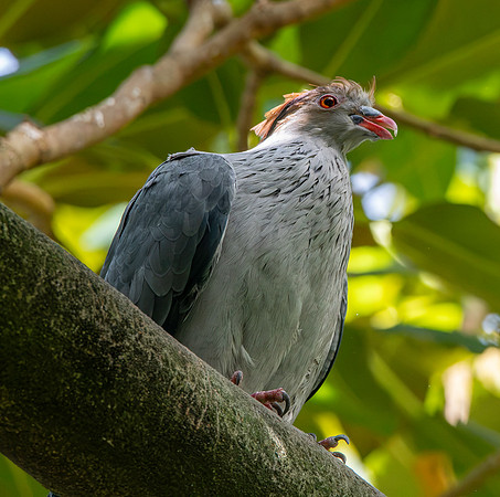 Topknot pigeon
