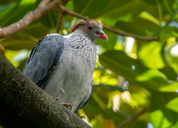 Topknot pigeon