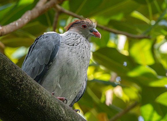 Topknot pigeon