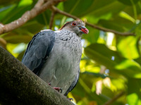 Topknot pigeon