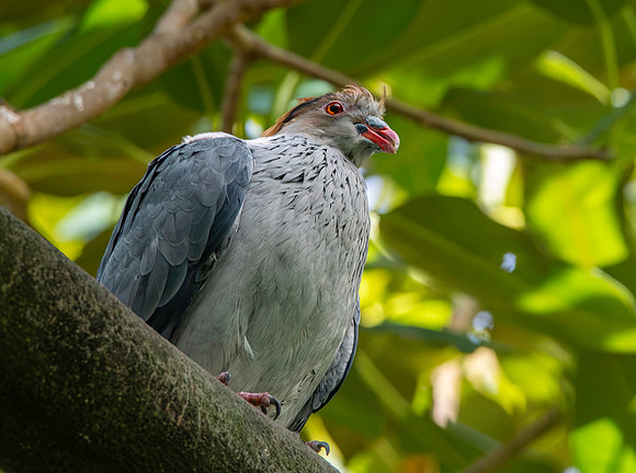 Topknot pigeon