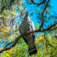 Topknot pigeon