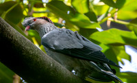 Topknot pigeon