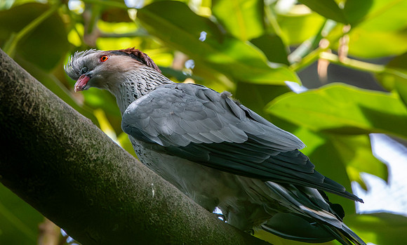 Topknot pigeon