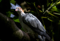 Topknot pigeon