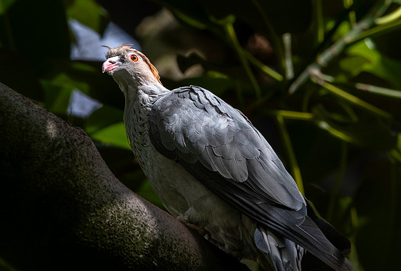 Topknot pigeon