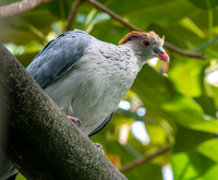Topknot pigeon