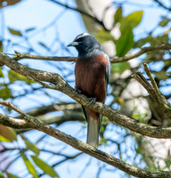 White browed woodswallow