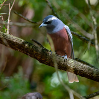 White browed woodswallow