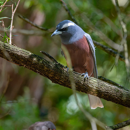 White browed woodswallow