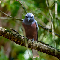 White browed woodswallow