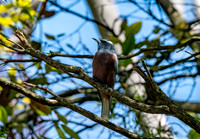 White browed woodswallow