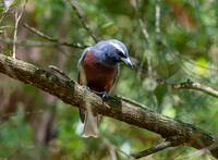 White browed woodswallow