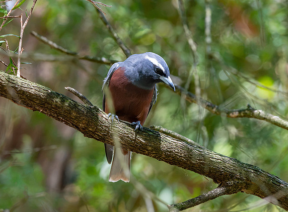 White browed woodswallow