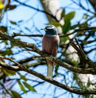 White browed woodswallow