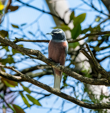 White browed woodswallow
