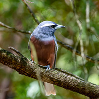 White browed woodswallow