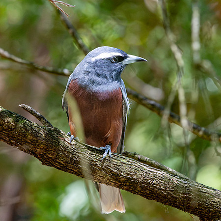 White browed woodswallow