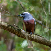 White browed woodswallow