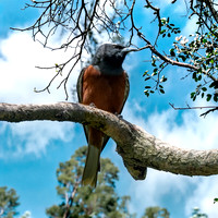 White browed woodswallow