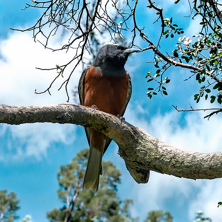 White browed woodswallow