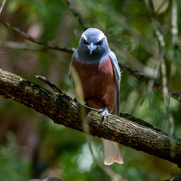 Woodswallows
