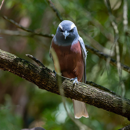 White browed woodswallow