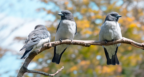 White breasted woodswallow