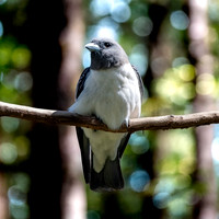 White breasted woodswallow