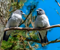White breasted woodswallow