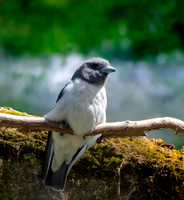 White breasted woodswallow