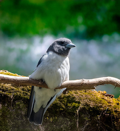 White breasted woodswallow