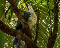 White headed pigeon, female