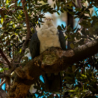 White headed pigeon