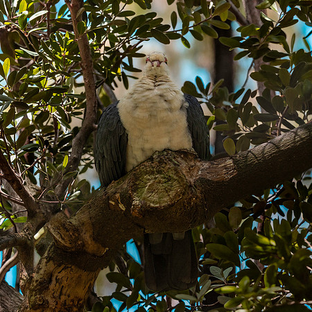 White headed pigeon