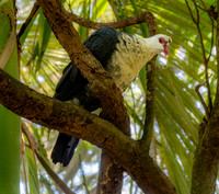 White headed pigeon, female