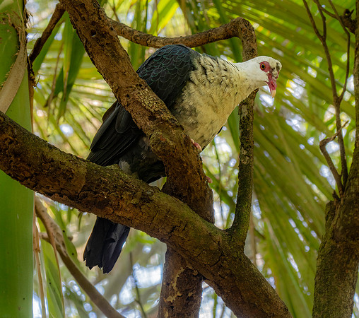 White headed pigeon, female