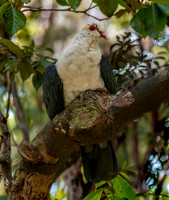 White headed pigeon
