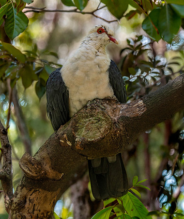 White headed pigeon