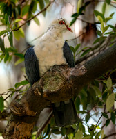 White headed pigeon