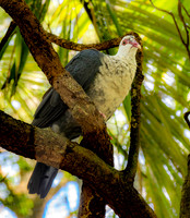 White headed pigeon, female