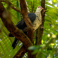 White headed pigeon, female
