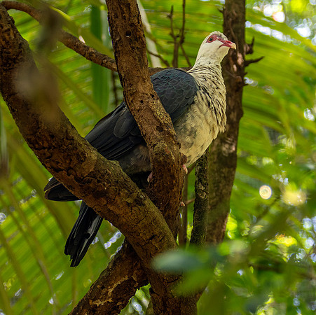 White headed pigeon, female