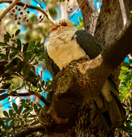 White headed pigeon