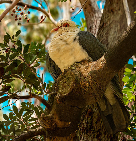 White headed pigeon