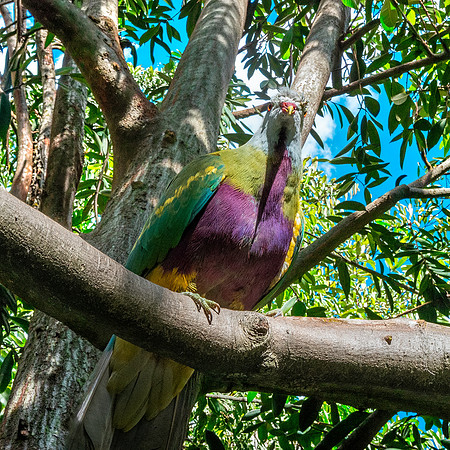 Wompoo fruit dove