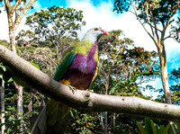 Wompoo fruit dove