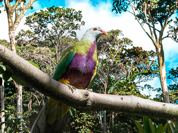 Wompoo fruit dove